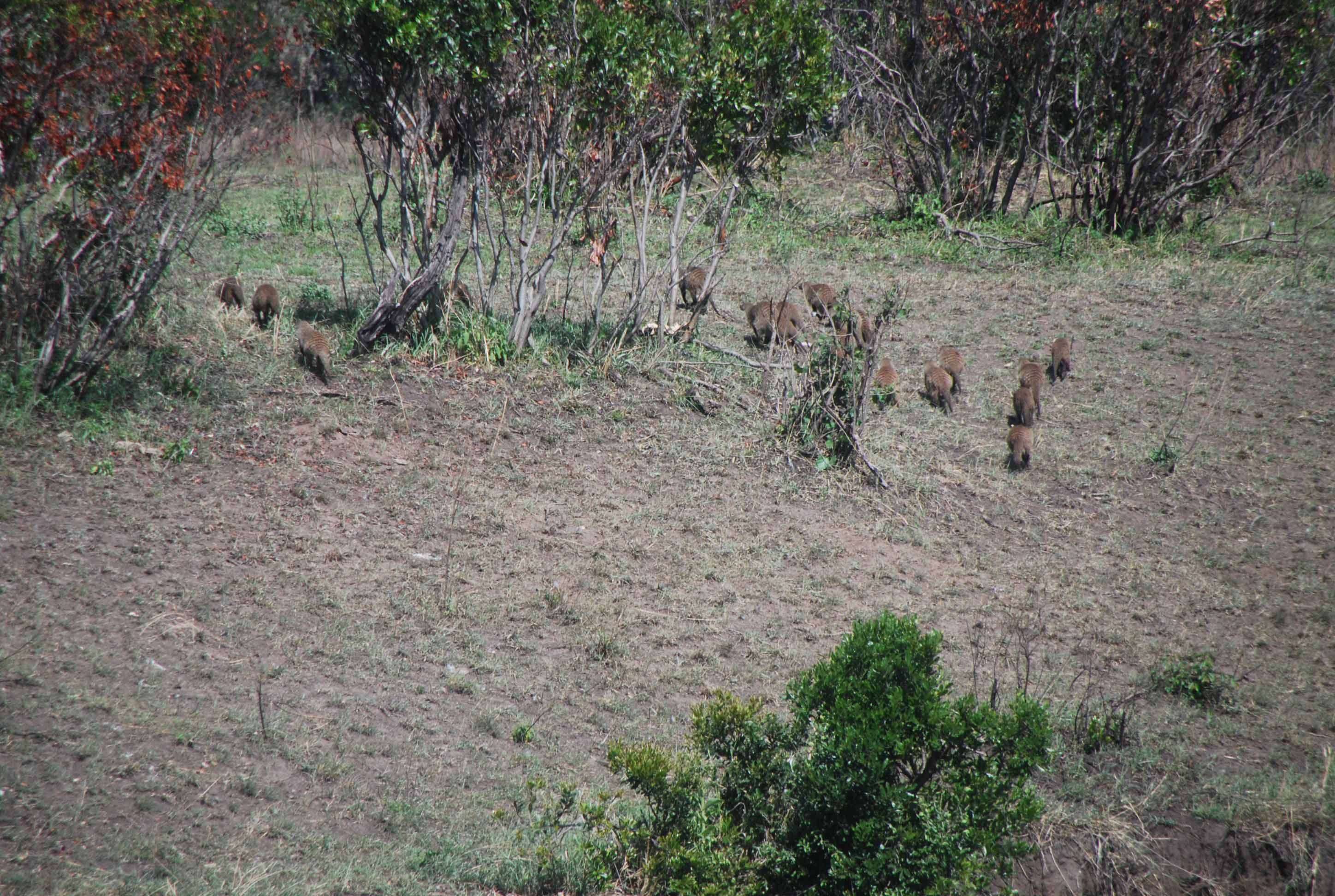 Regreso al Mara - Kenia - Blogs de Kenia - En busca del rino y el pajarito Hello, Hello (19)