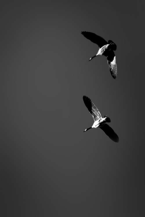 Geese in flight in black and white red filter